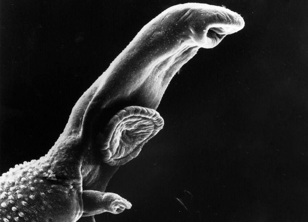 Schistosoma เป็นปรสิตที่มีวงจรชีวิตต้องการโฮสต์ระดับกลาง