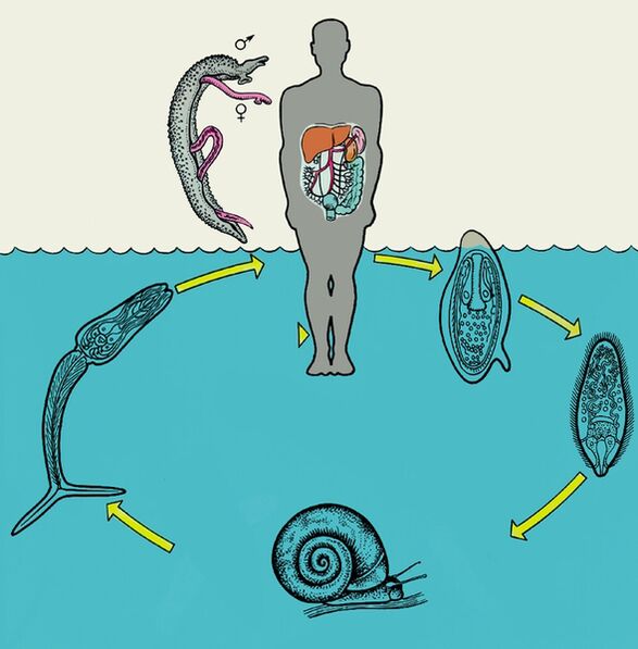 แผนภาพวงจรชีวิตของ Schistosoma